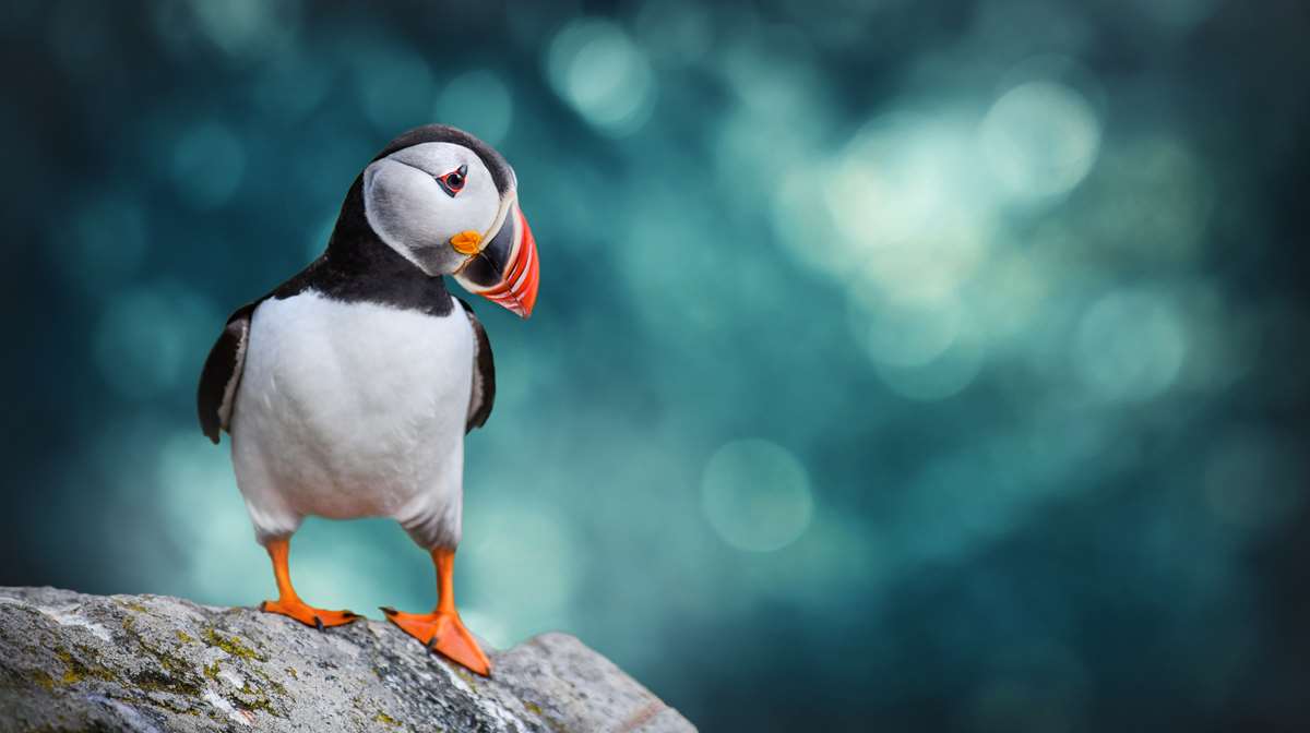puffin at skomer