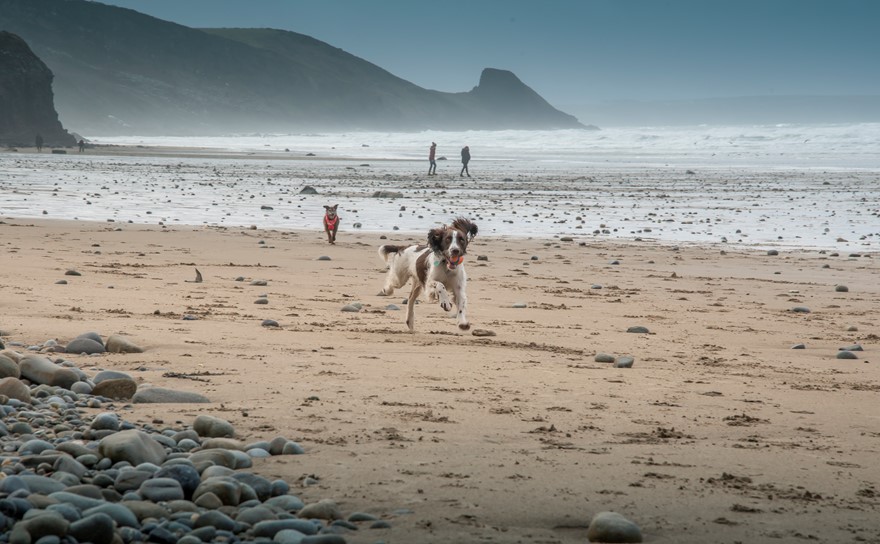 Dogs on Newgale Beach in Pembrokeshire