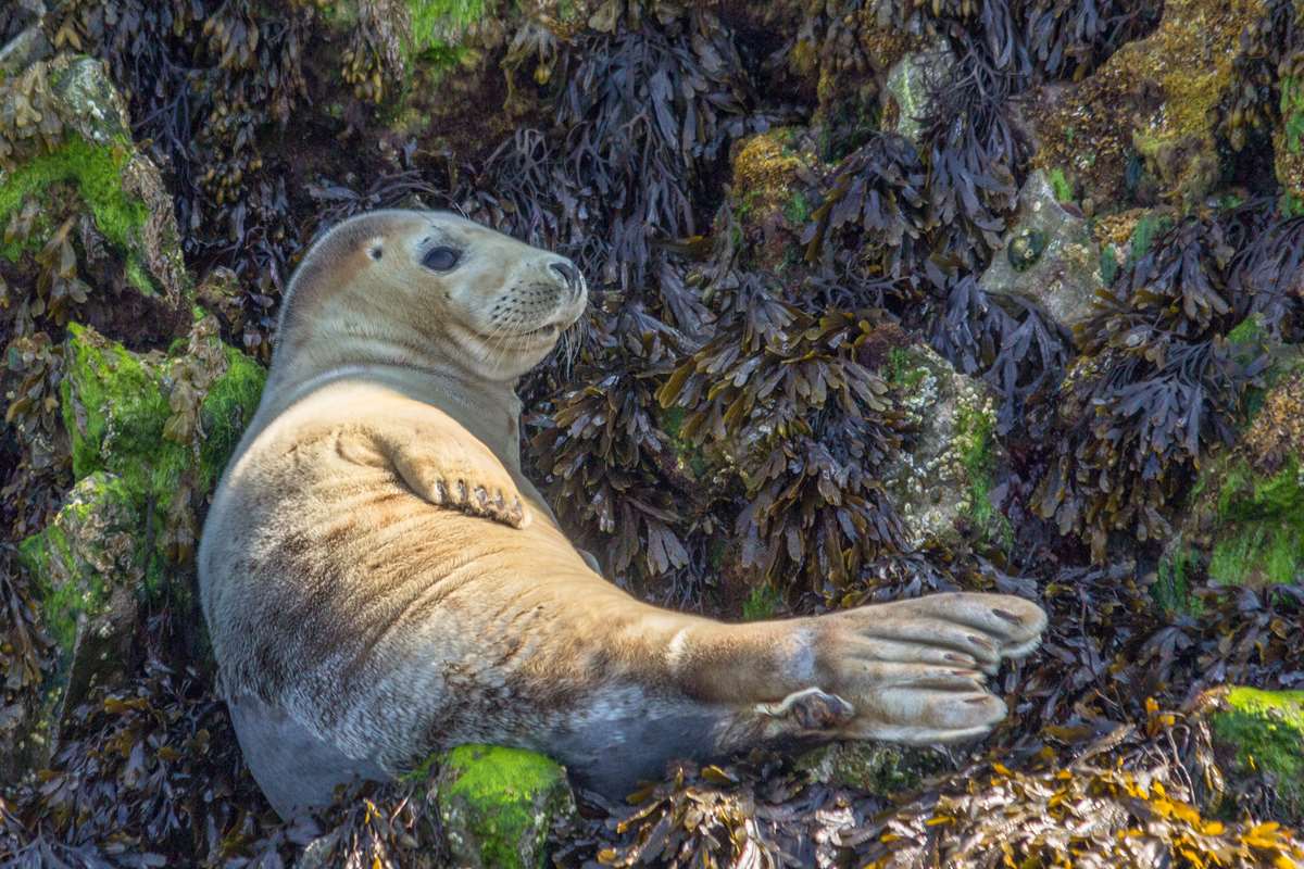 Atlantic grey seals can be spotted on the Cardigan coast