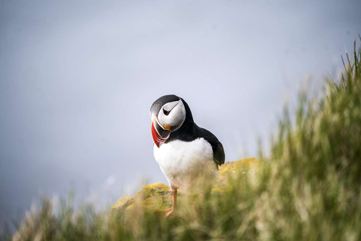 Skomer Island, home of the puffins, is nearby to St Brides Haven Beach