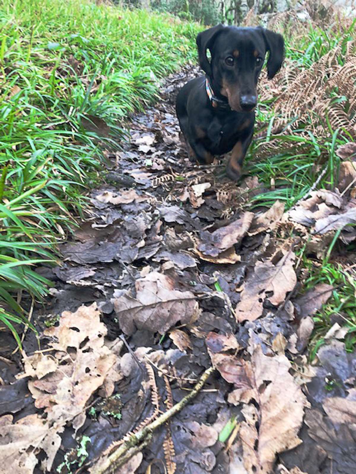 Stanley the dog enjoying a Pembrokeshire walk