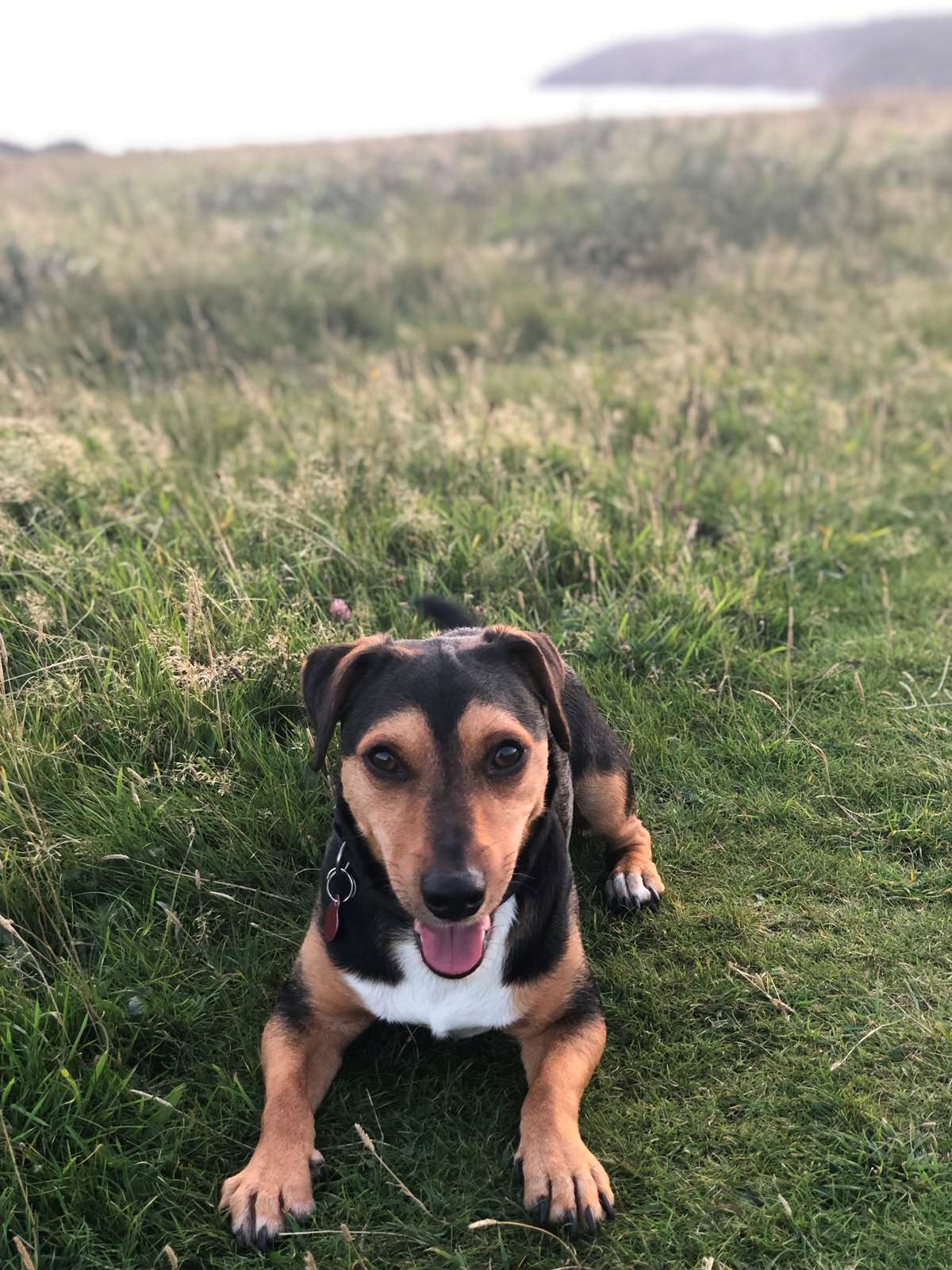 Mogul the dog at Lydstep