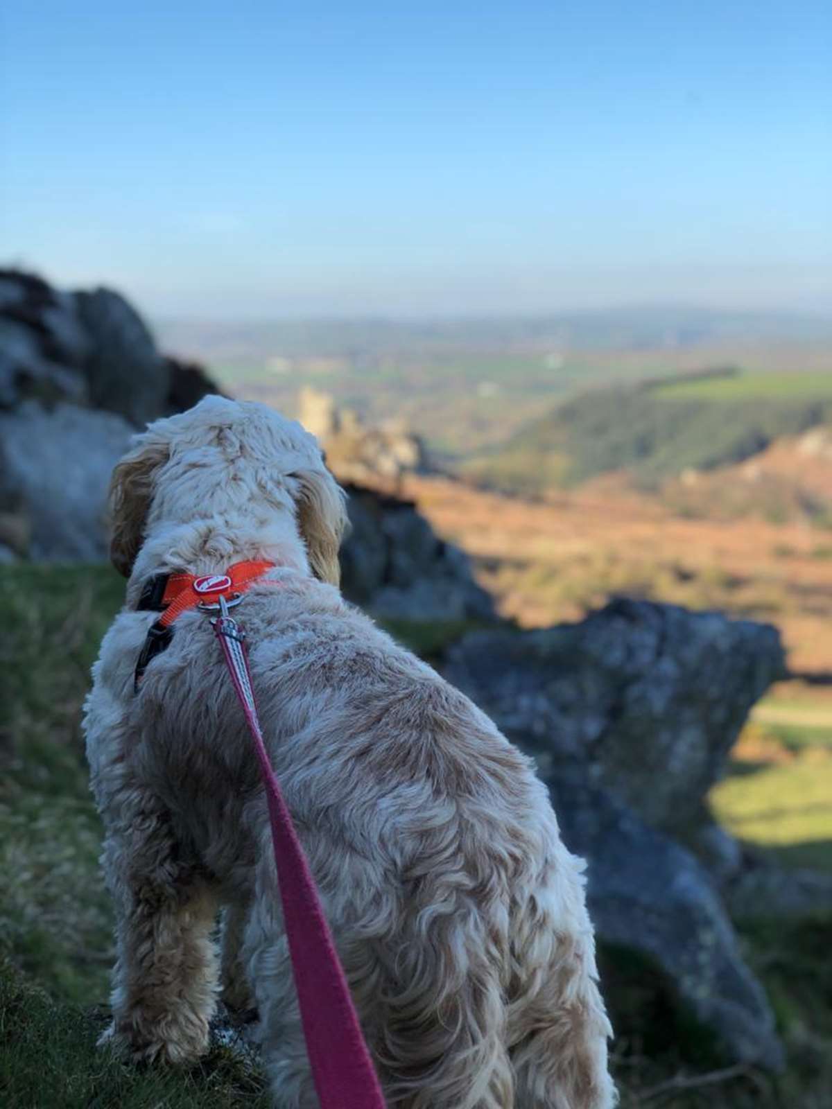 Cabbage the cockapoo in Pembrokeshire