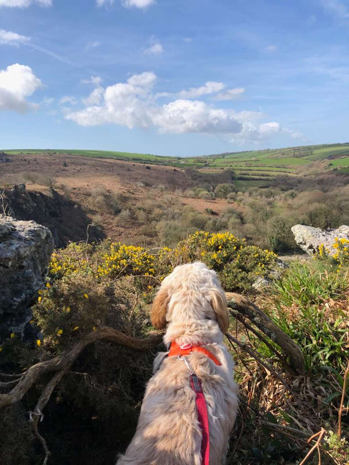 Cabbage at Treffgarne Rock