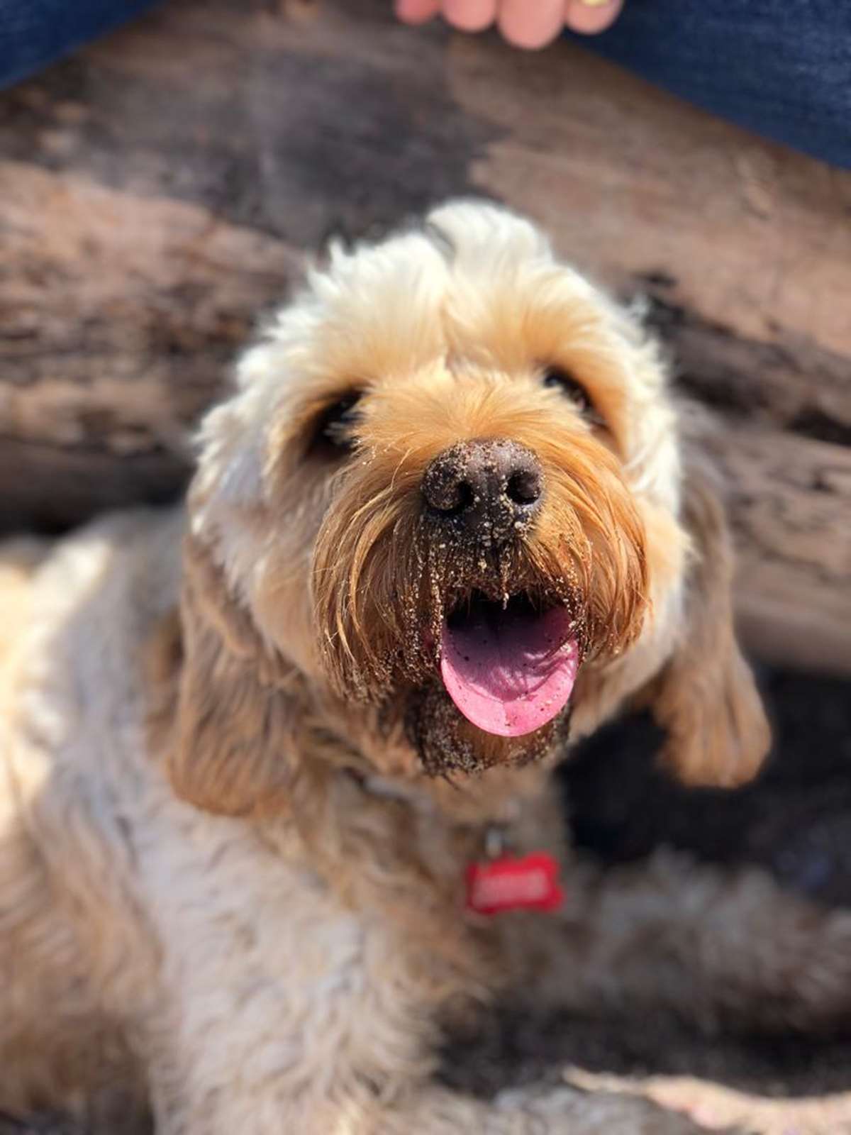 Dolly on a dog friendly walk in Saundersfoot