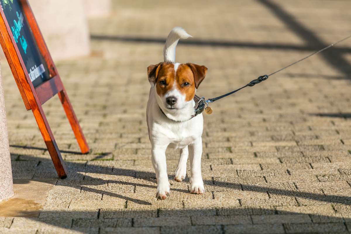 Doggie walking the marina at Milford Waterfront