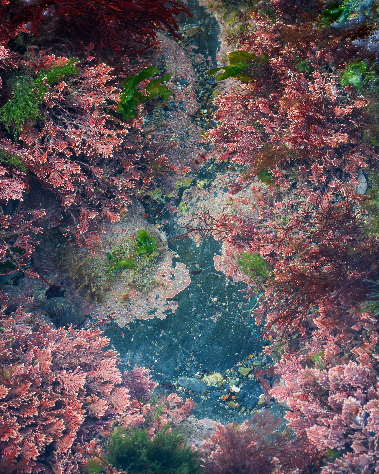 Pembrokeshire Rock Pool