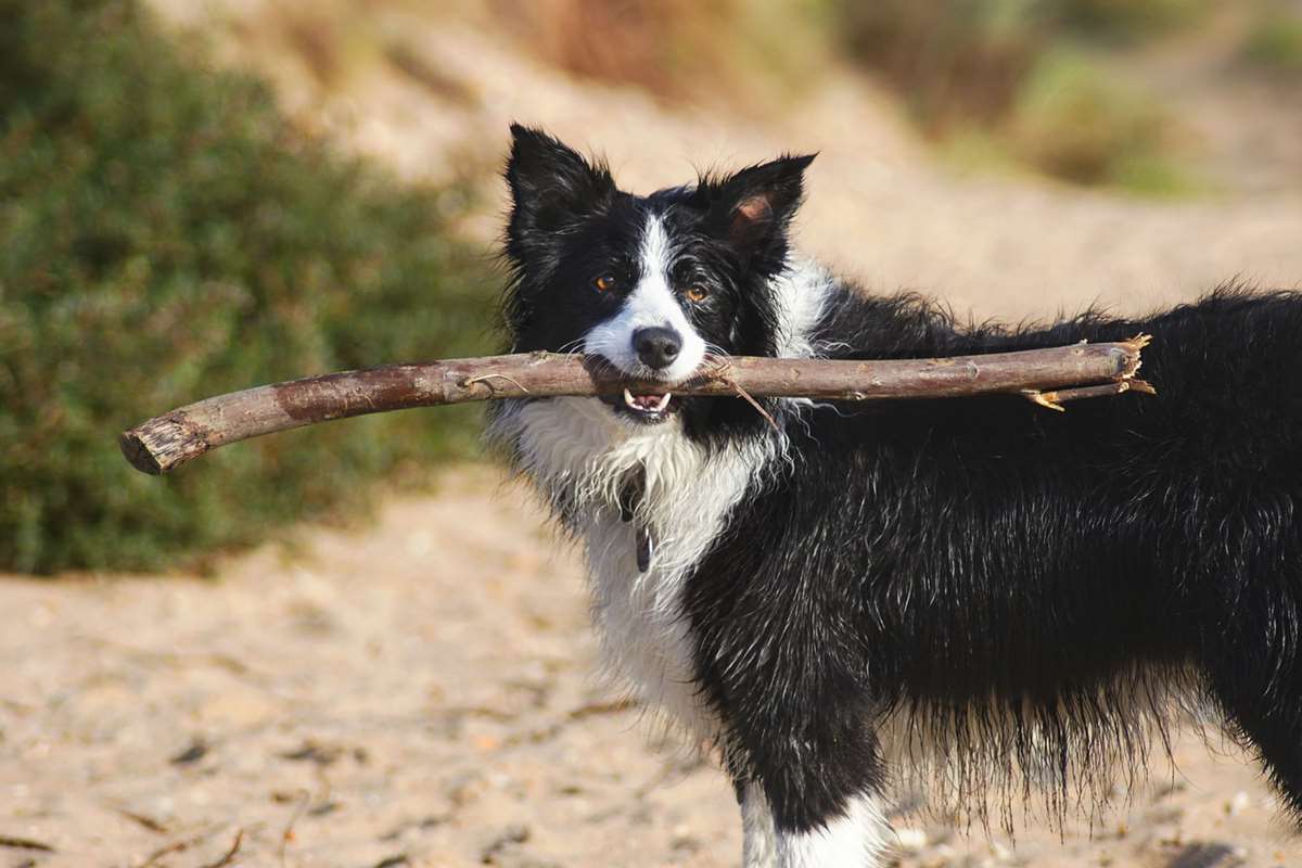 Offer Dog Friendly Holidays in Pembrokeshire
