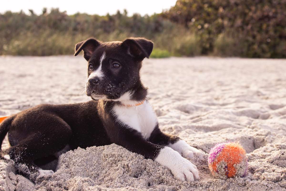 Dog on a beach in Pembrokeshire