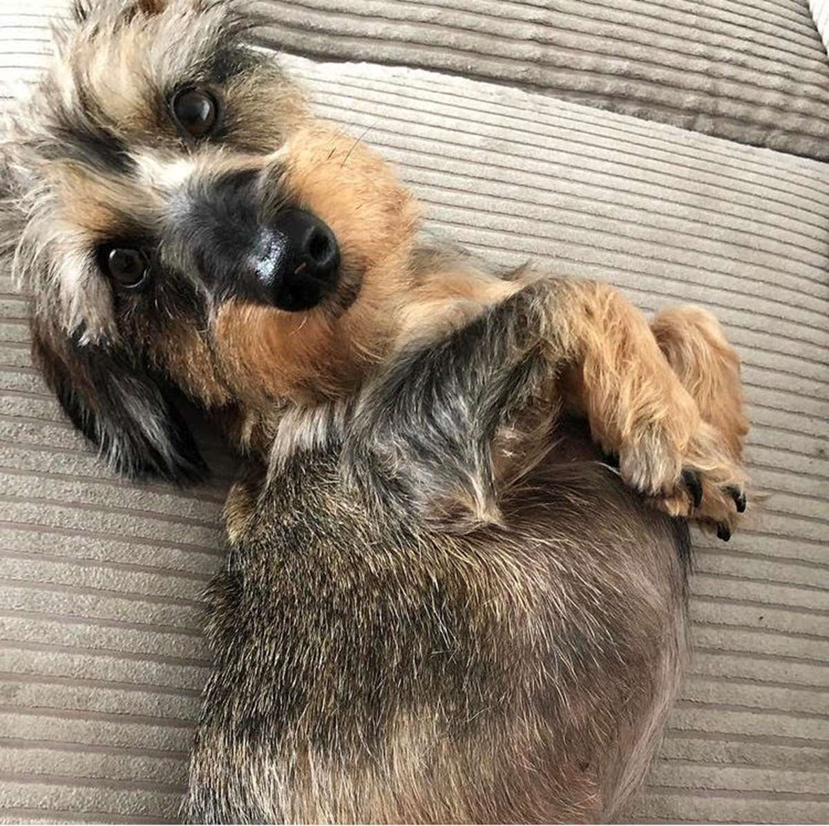 Louie who the company is named after