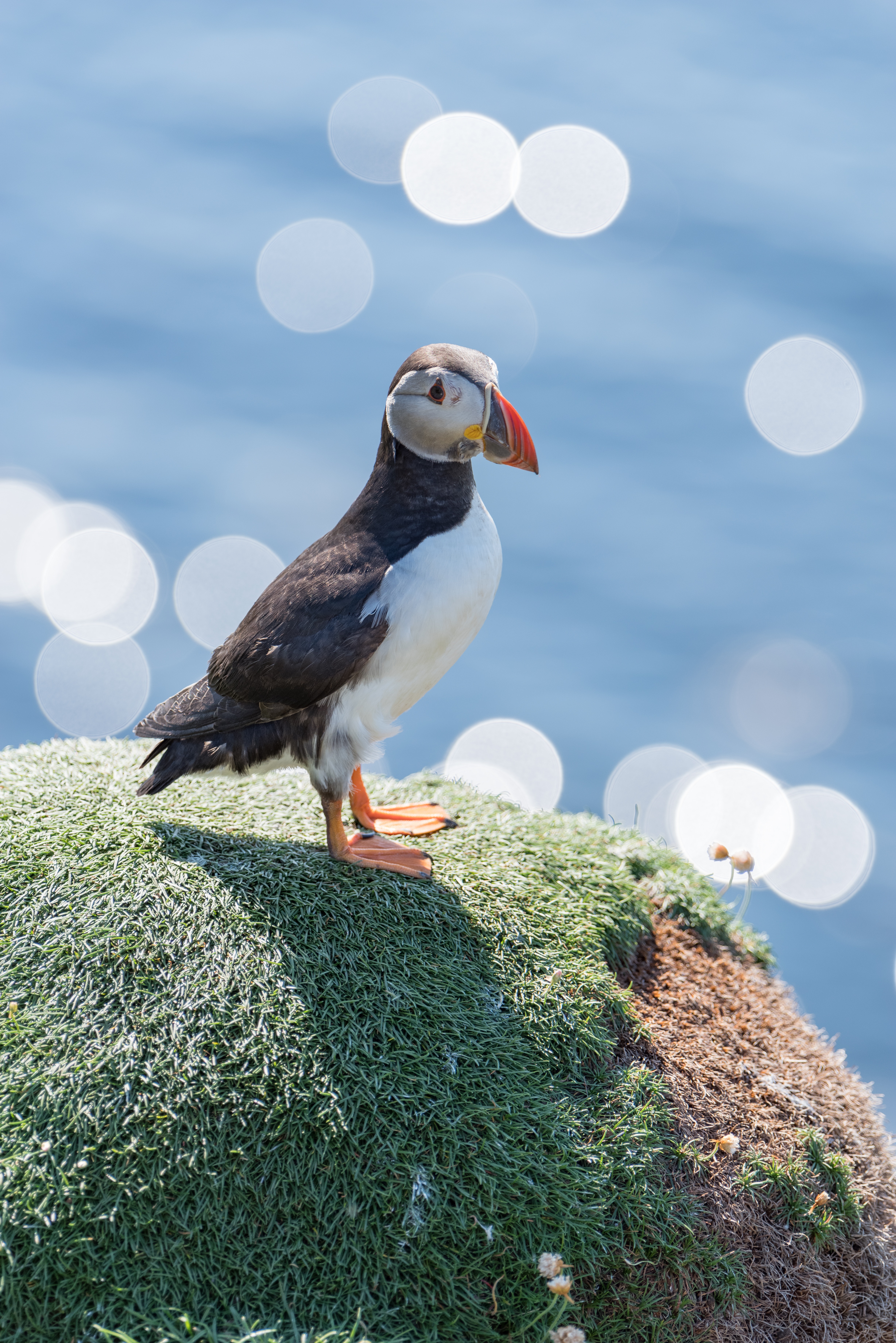 Skomer Island Puffin Trip