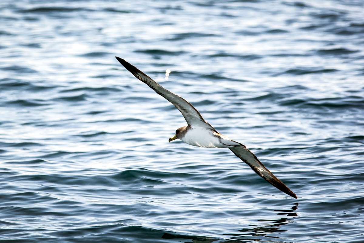 Shearwater Bird