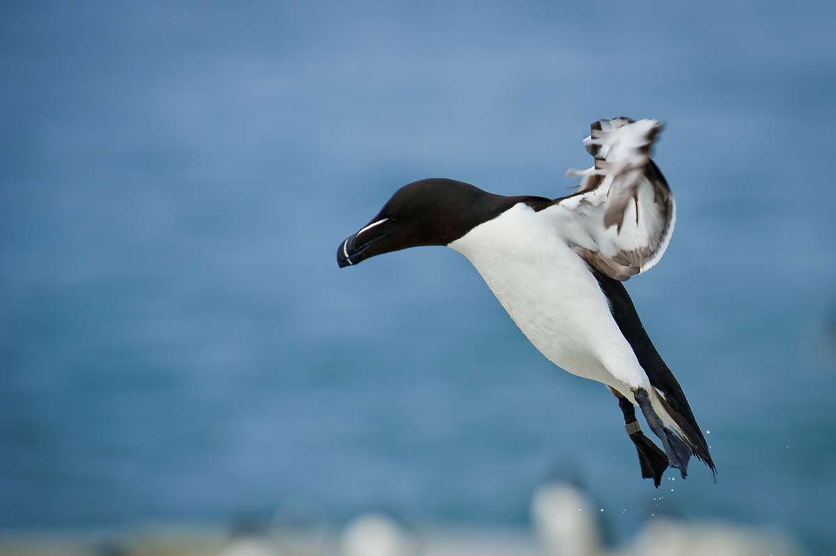 Razorbill bird