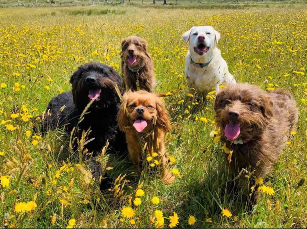 Lucy's Leads Pembrokeshire Doggy Daycare