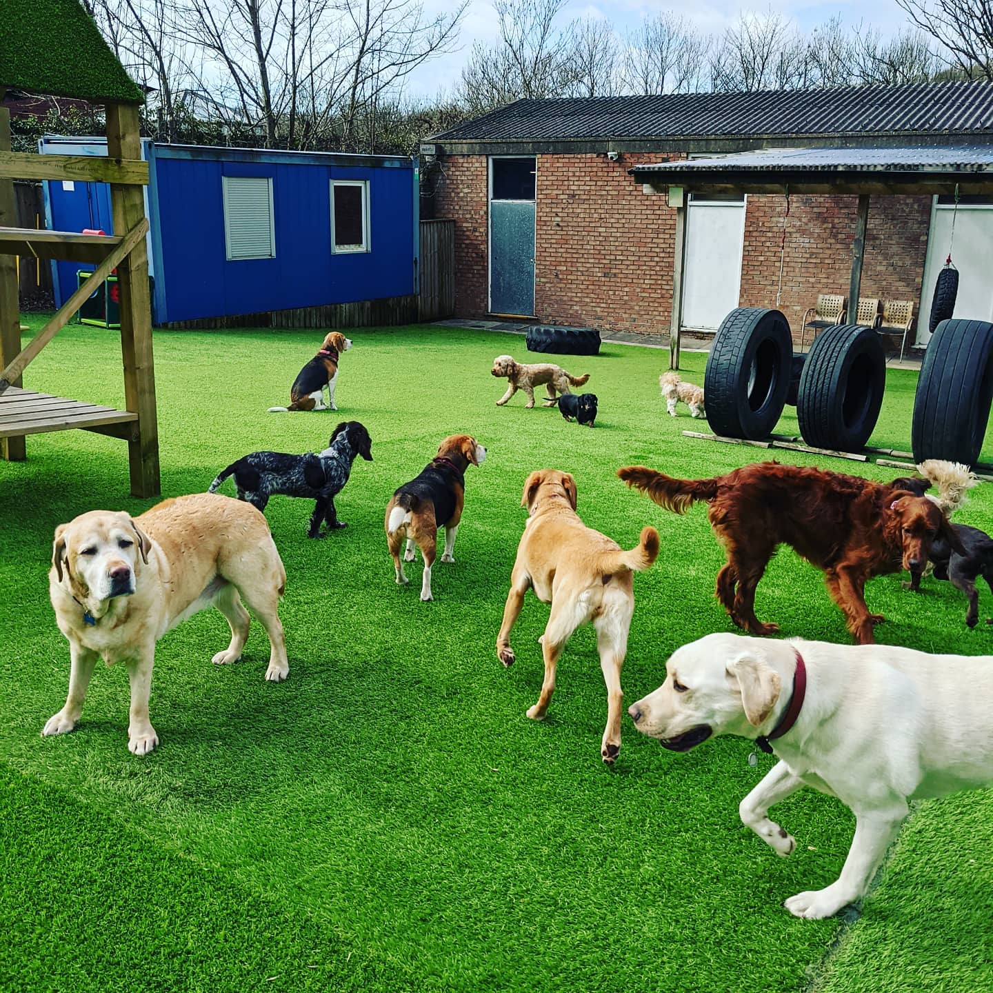 Dinky sales dogs daycare