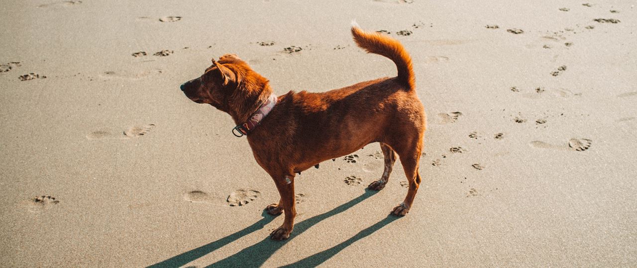 Dog on a Pembrokeshire Beach