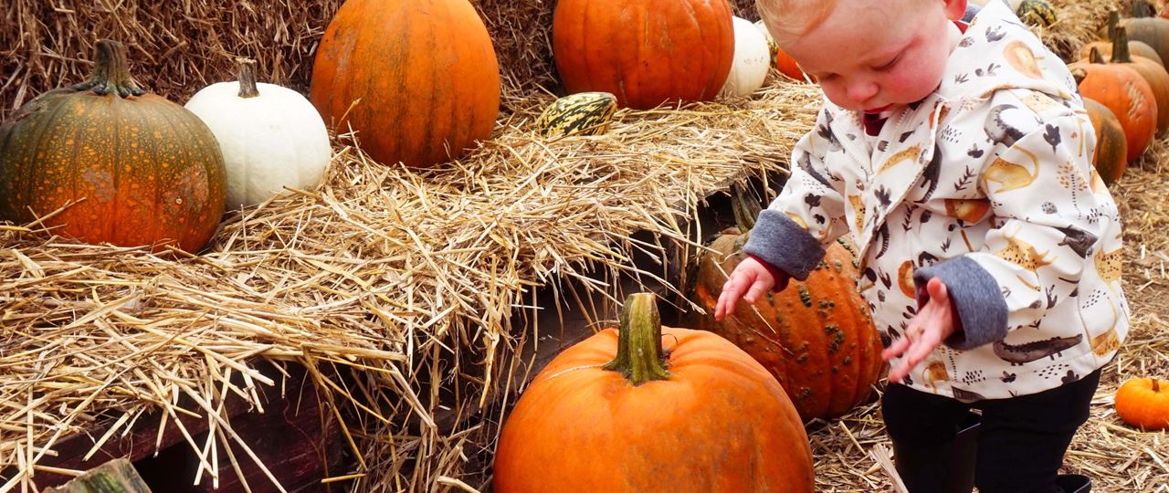 October Half Term in Pembrokeshire Pick Your Own Pumpkin