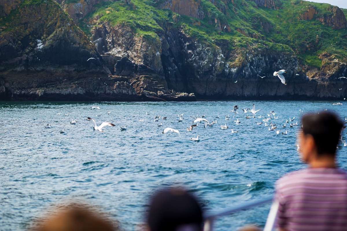 Boat Trips in Pembrokeshire