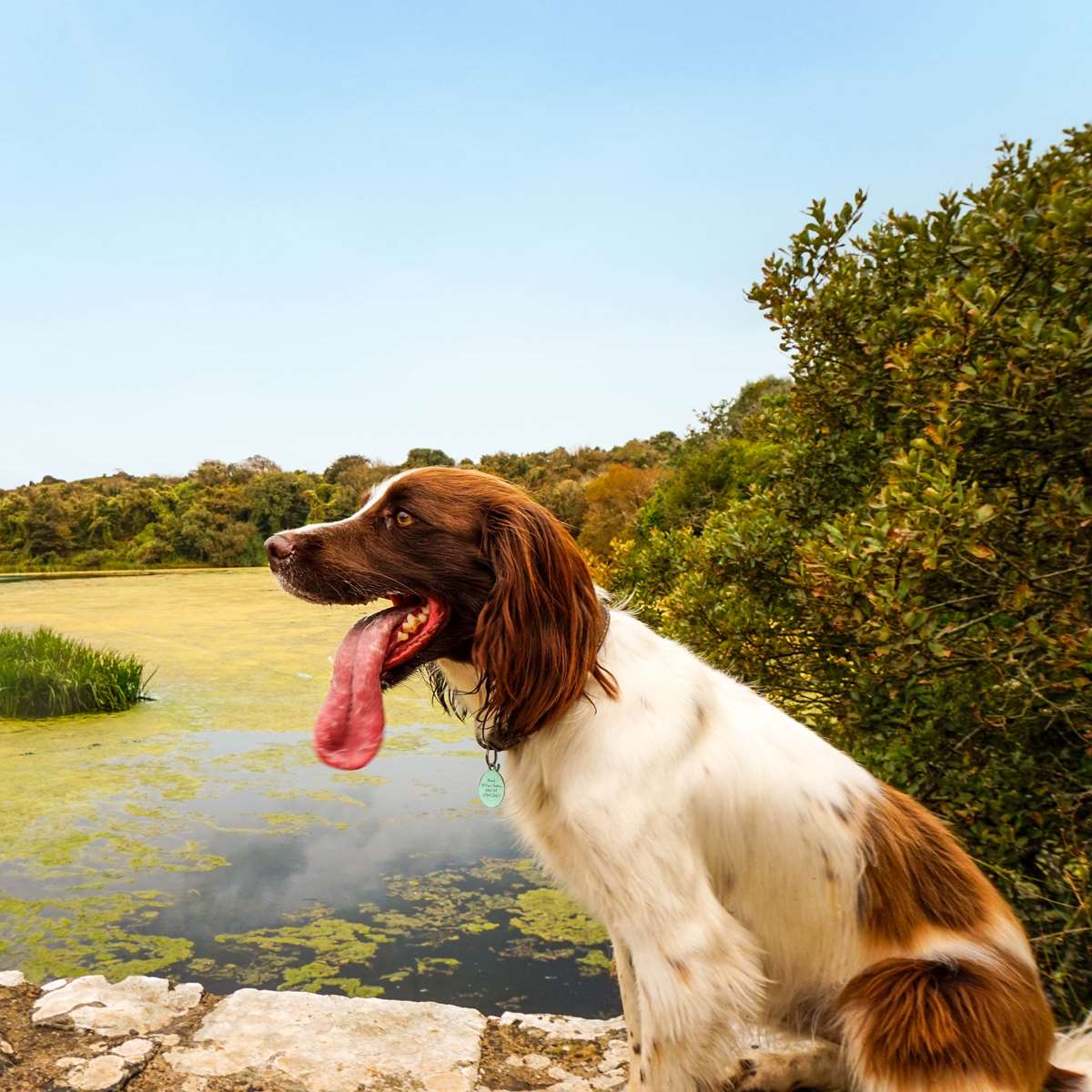 Reggie the dog at Bosherston Lily Ponds