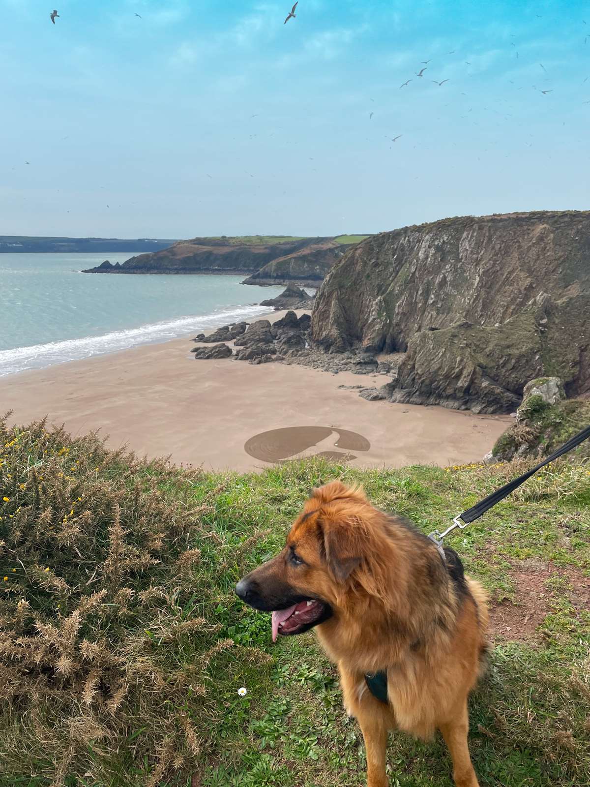 Keely's dog on the coast path
