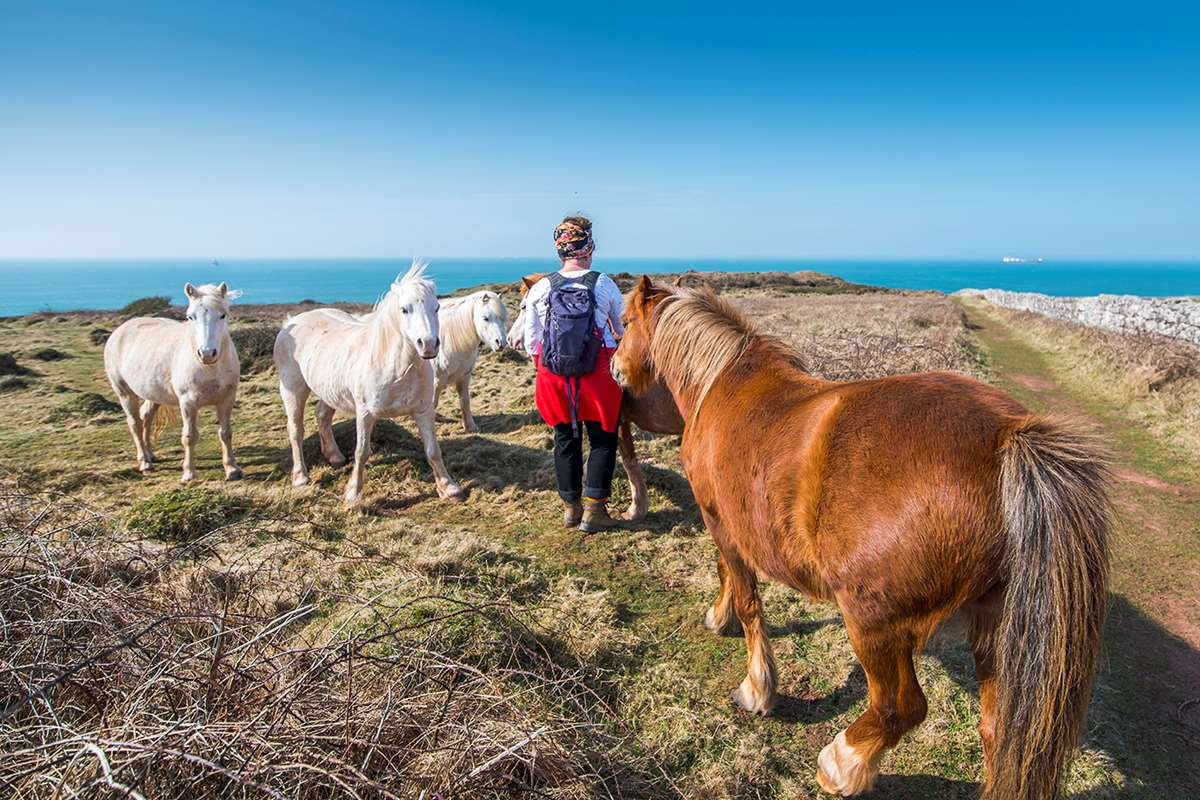 Wild ponies on the Pembrokeshire Coast Path