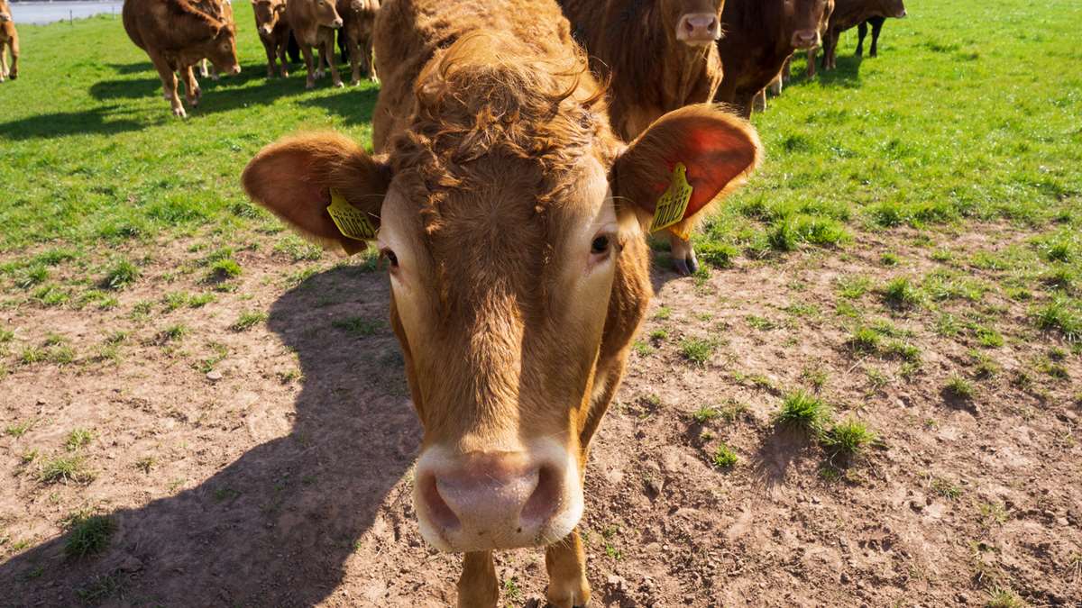 A cow on the Pembrokeshire Coast Path
