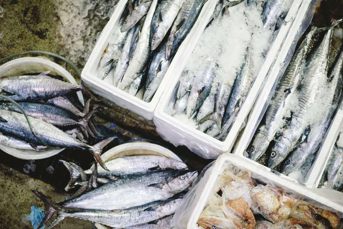 Pembrokeshire seafood