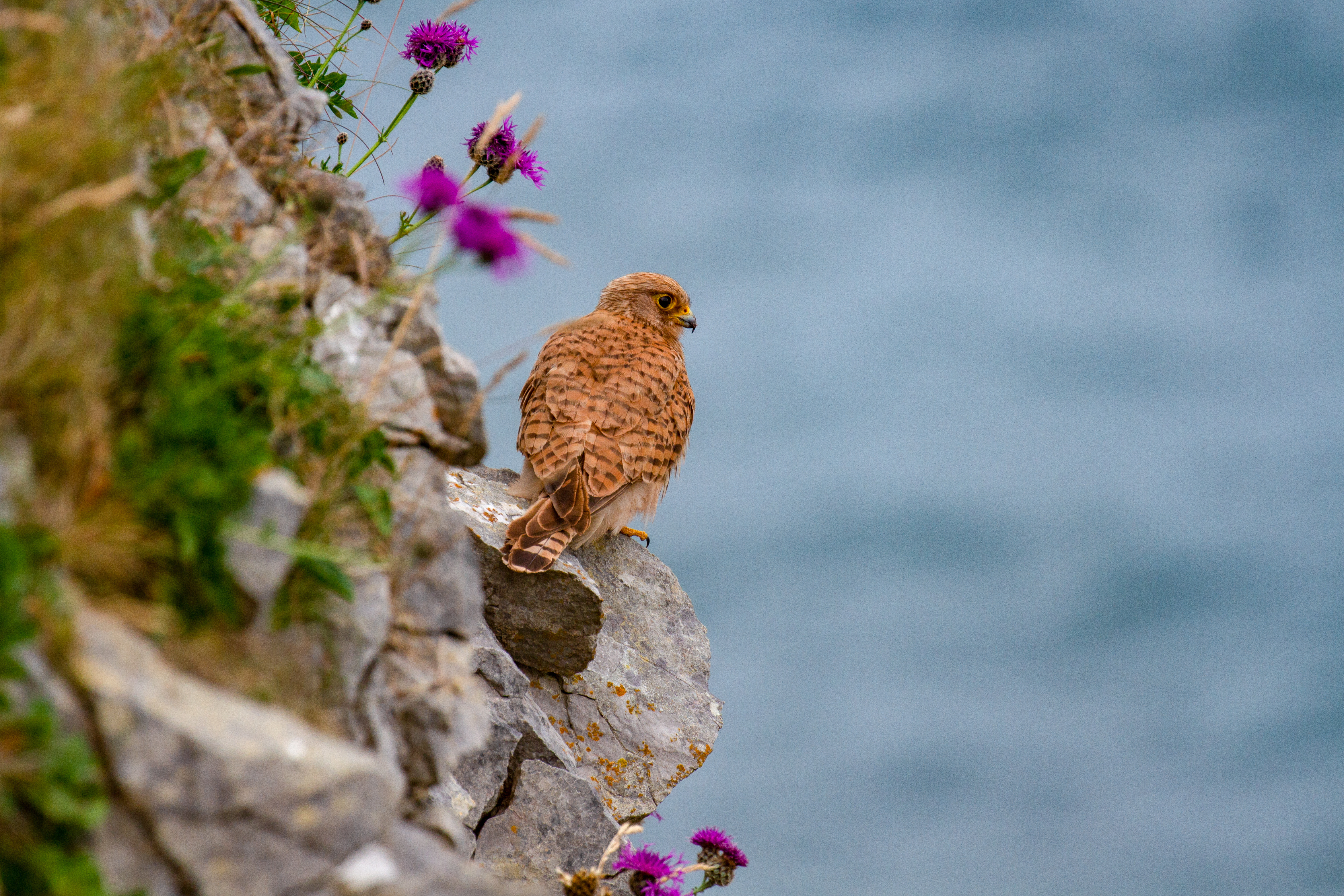 Wildlife Holidays in Pembrokeshire