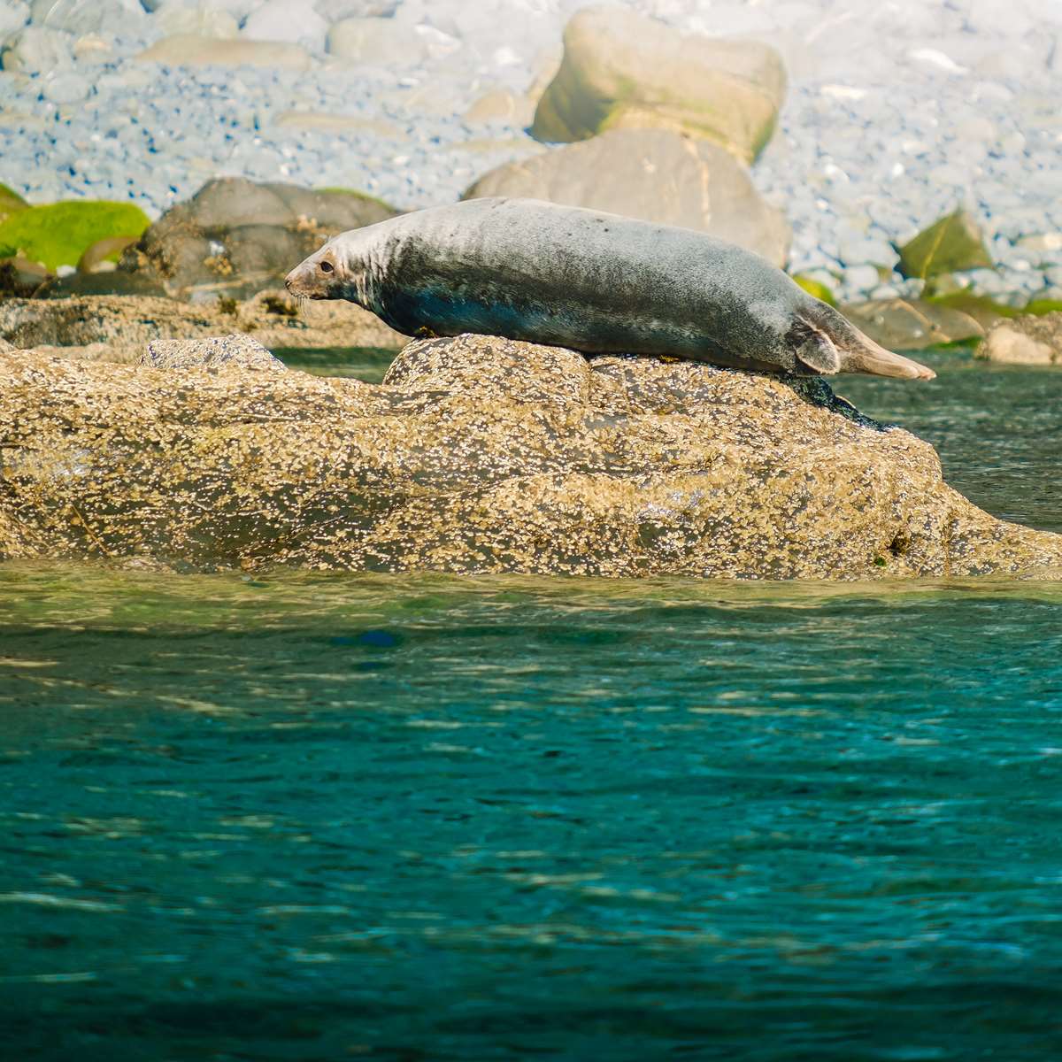Atlantic grey seal