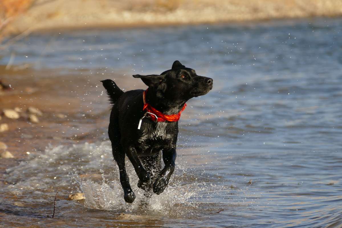 Dog at the beach