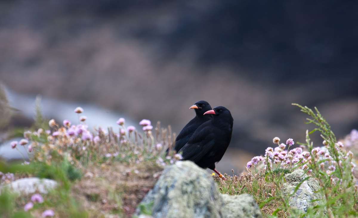 choughs Pmebrokeshire