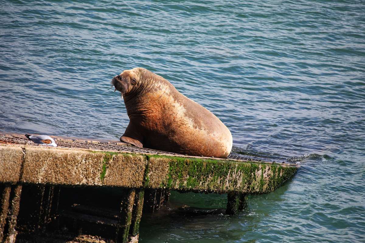 sea lion tenby pembrokeshire