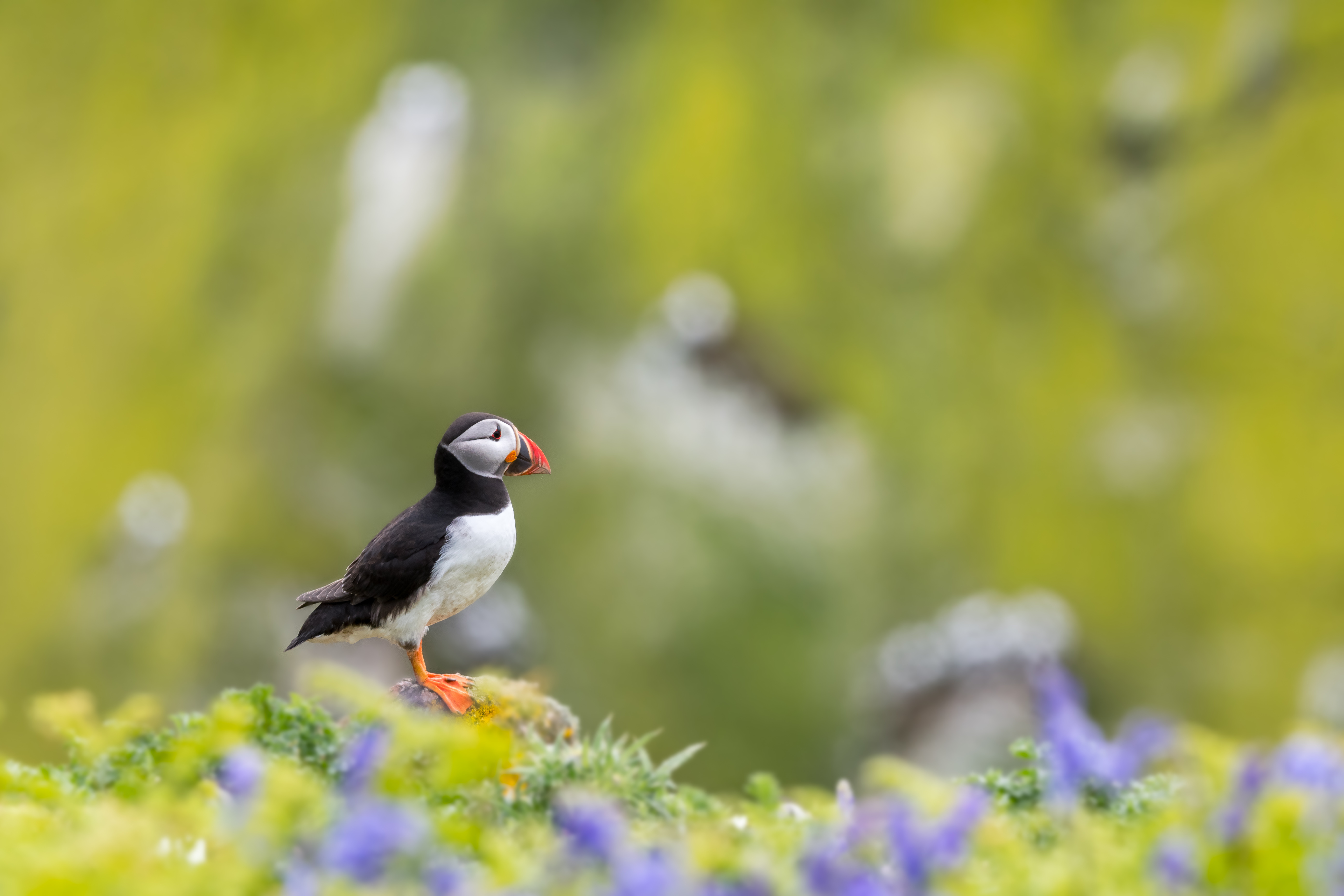 Pembrokeshire Wildlife, A Calendar View