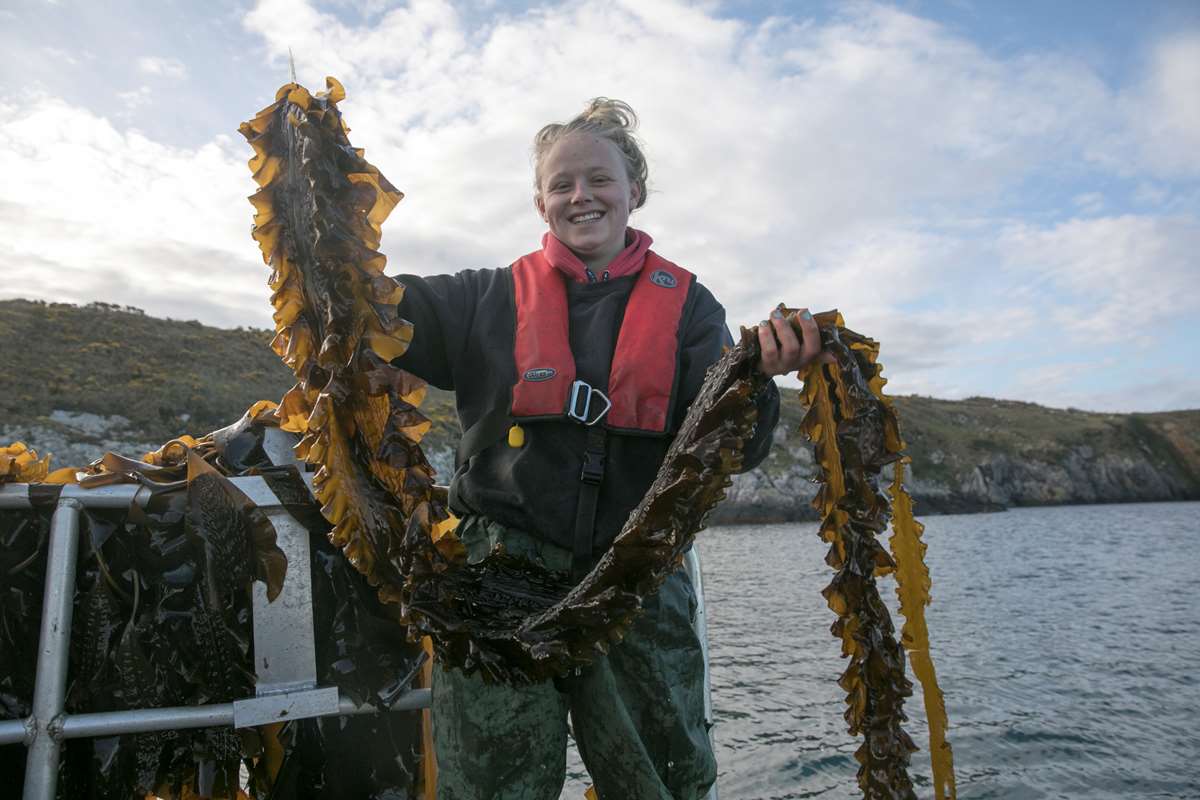 Seaweed Farm
