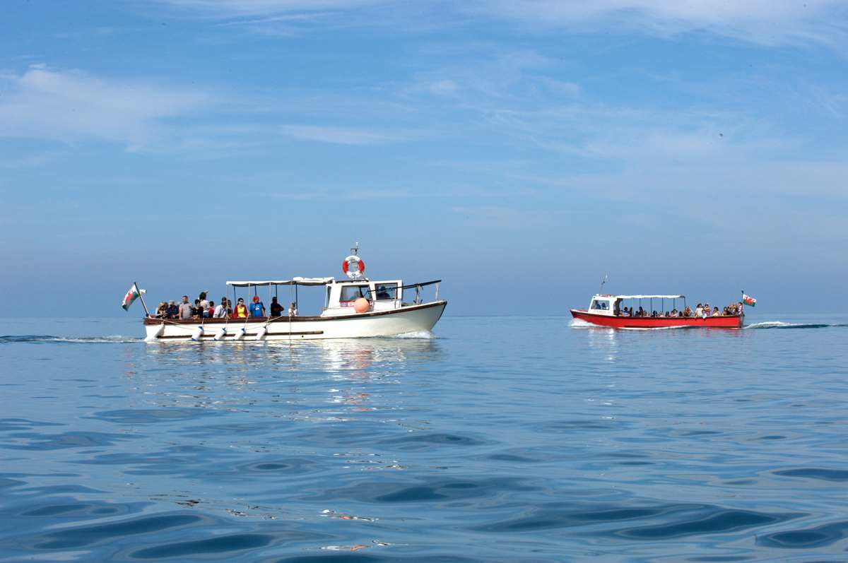 New Quay Boat Trips