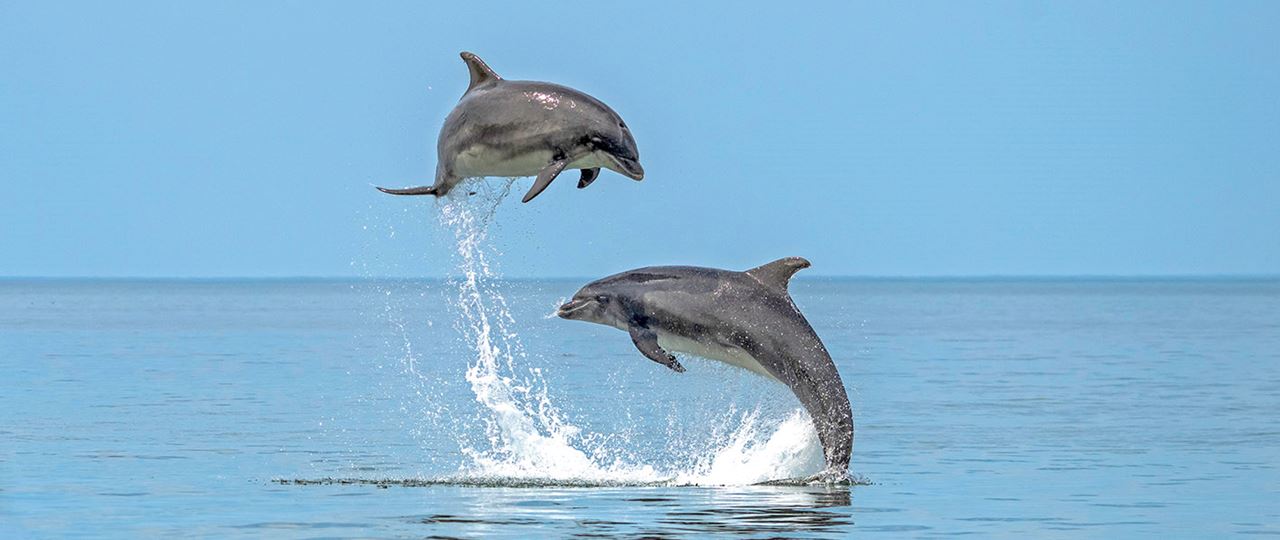 Dolphin Spotting in Cardigan Bay