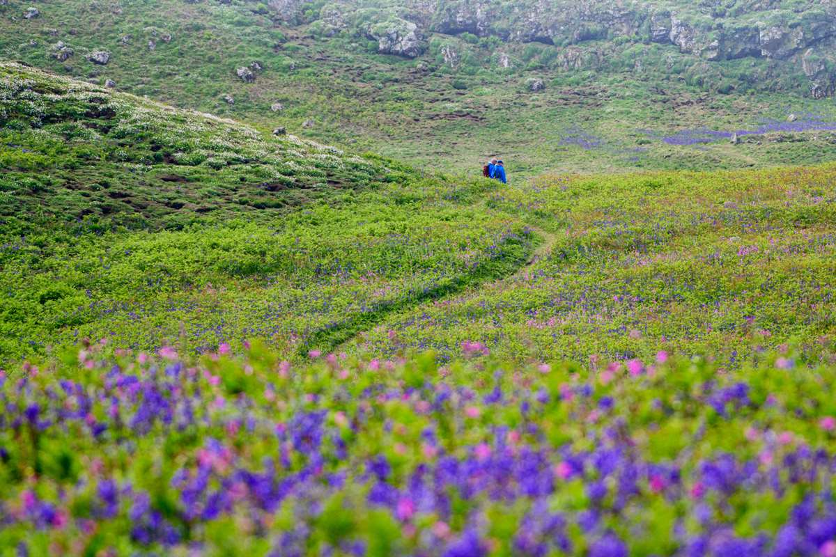 Bluebells and flowers at Skomer Island