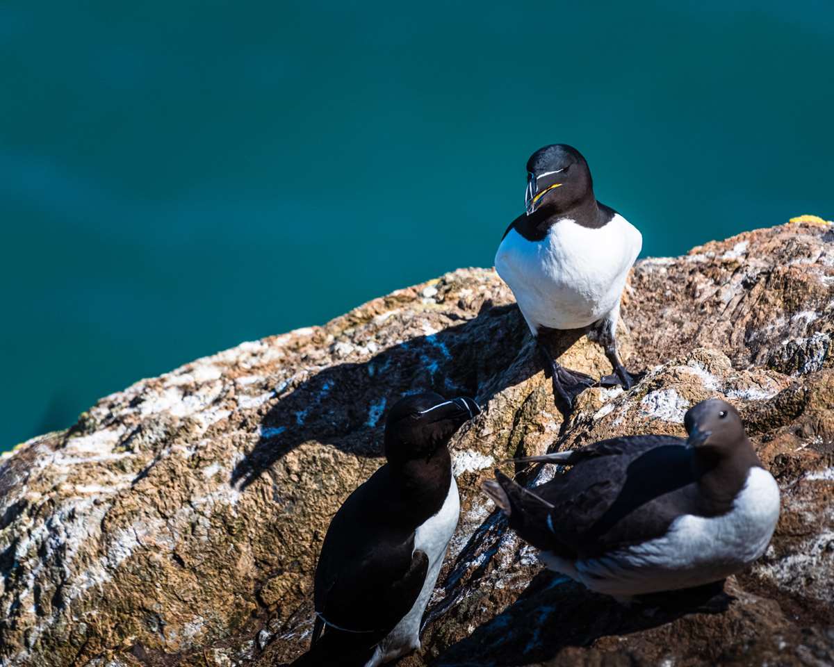 Razorbill at Skomer
