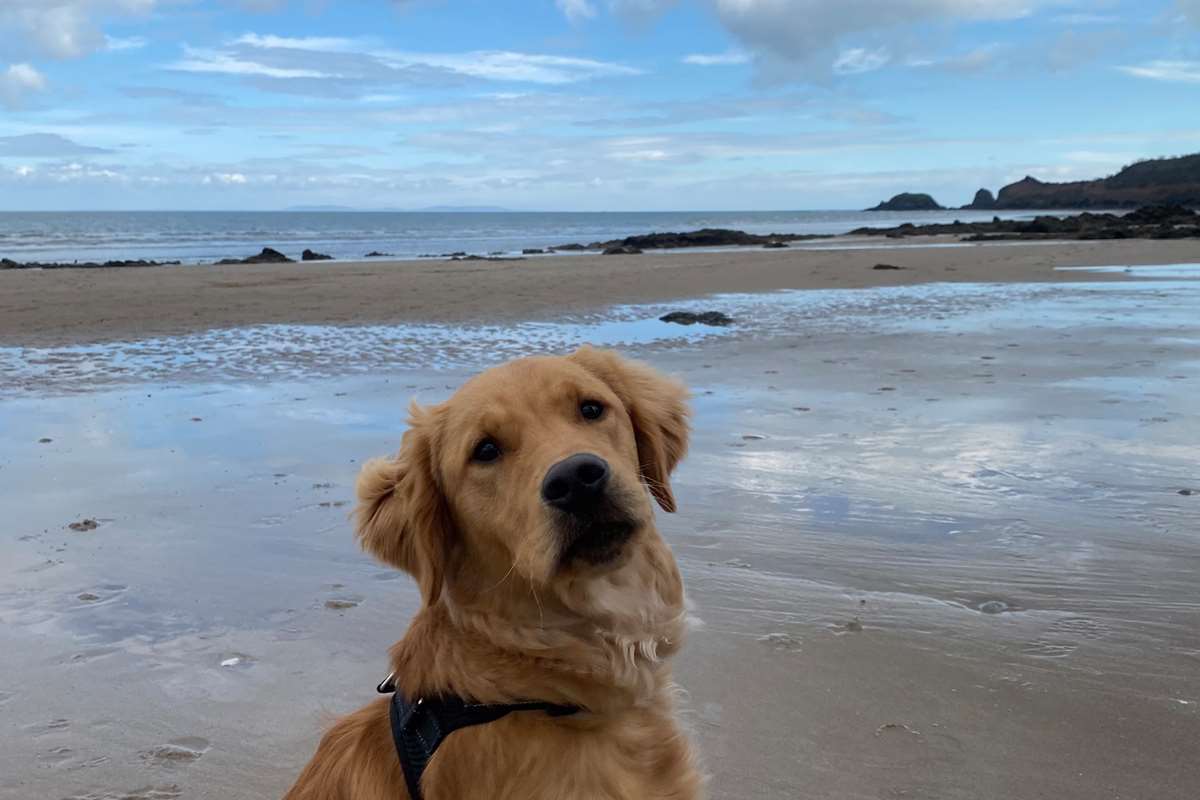 Dog on Glen Beach