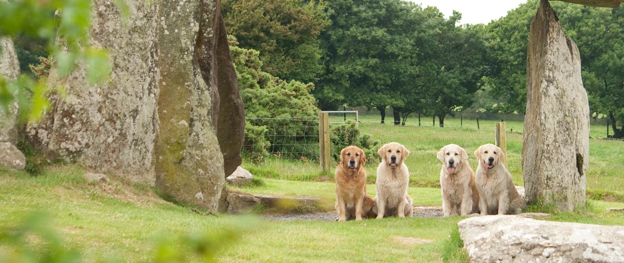 Golden retriever dogs at Pentre Ifan, Pembrokeshire