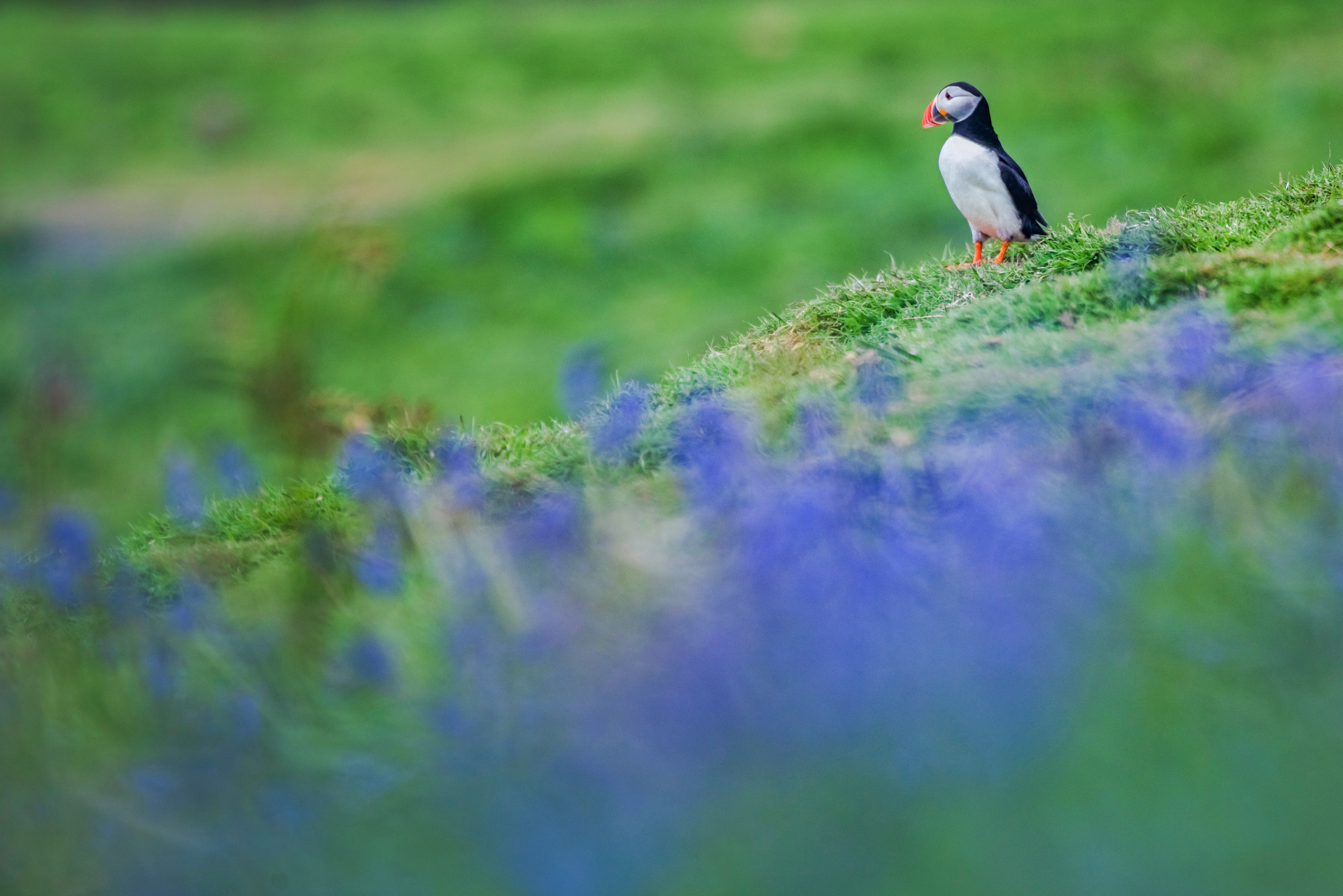 Skomer Island