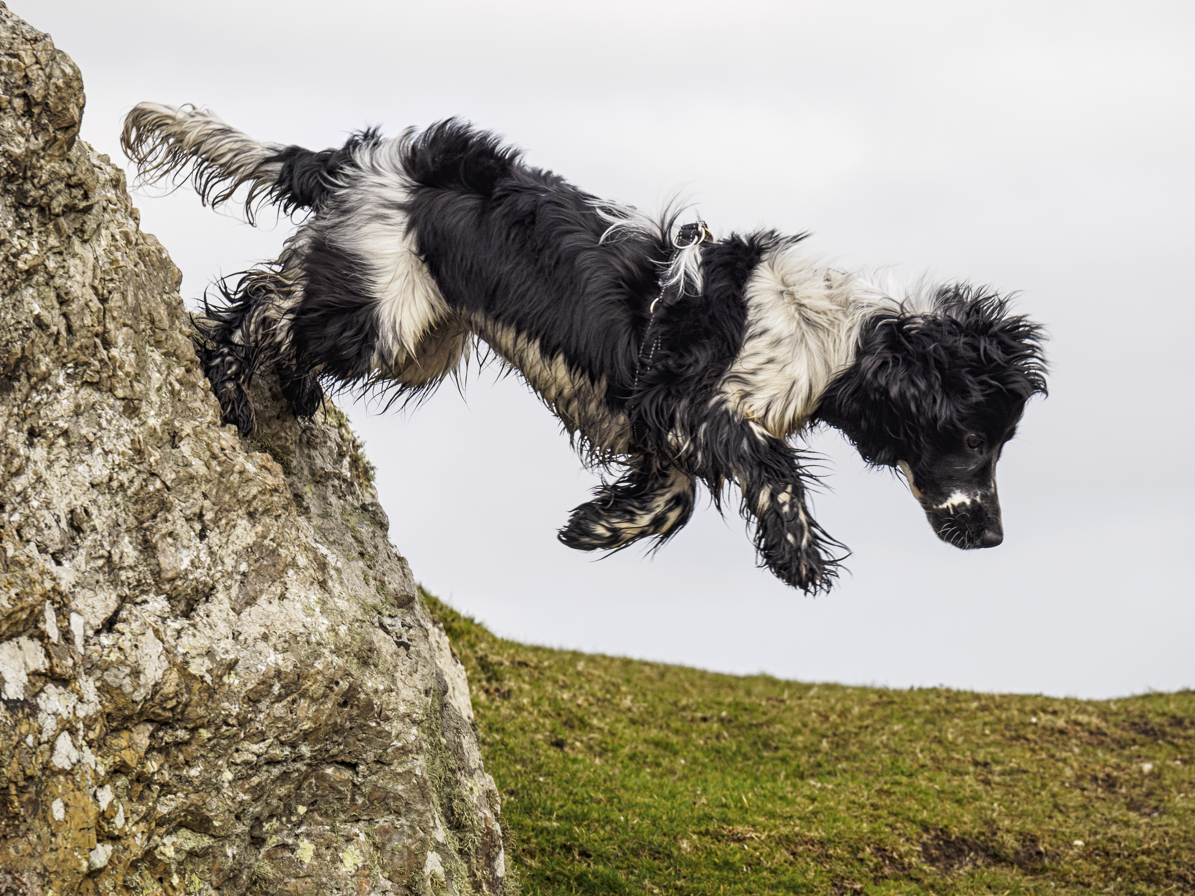 Plumstone Mountain: A Pembrokeshire Dog Walk