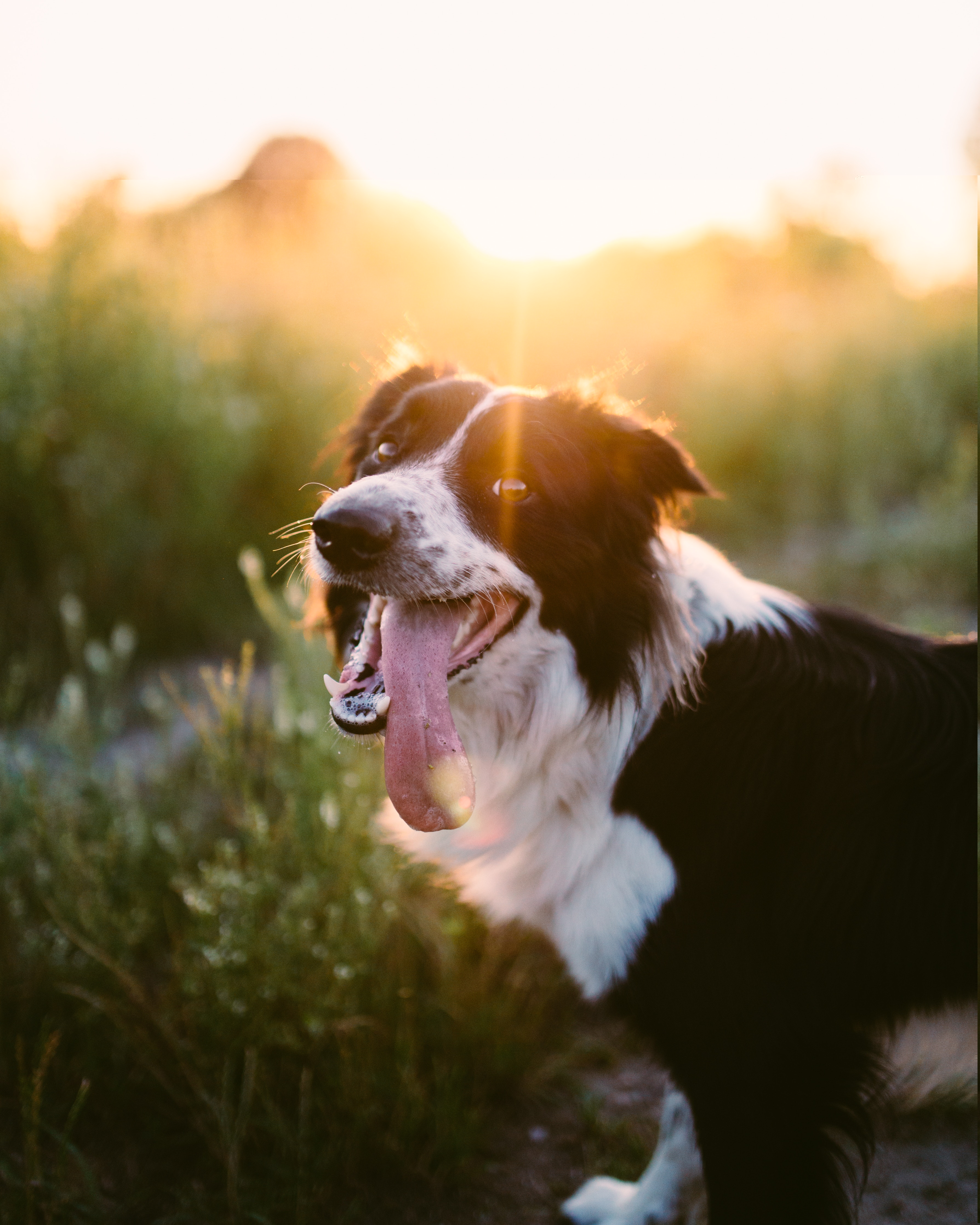 Haverfordwest Race Course: A Pembrokeshire Dog Walk