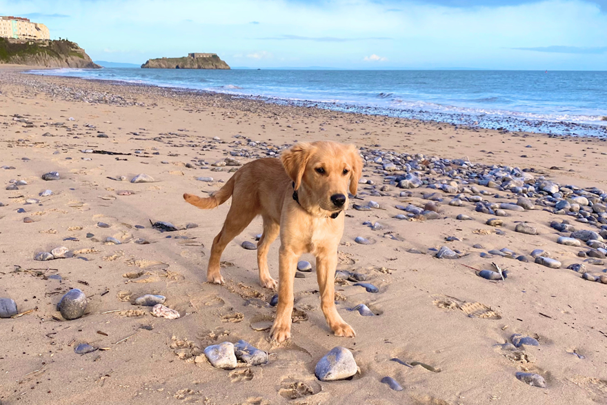 Bruce the dog on Tenby South Beach
