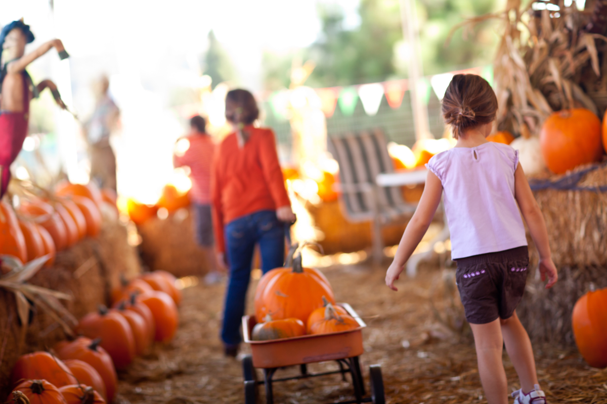 Children picking pumpkins