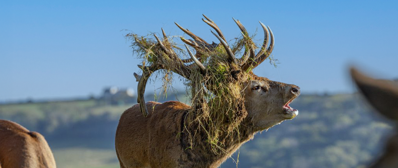 FREE ENTRY to Tenby Deer Park for Coastal Cottages Guests